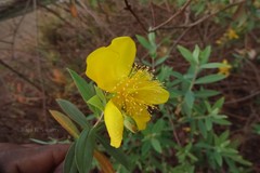 Hypericum gaitii
